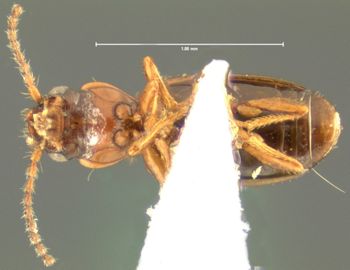 Media type: image;   Entomology 30328 Aspect: habitus ventral view